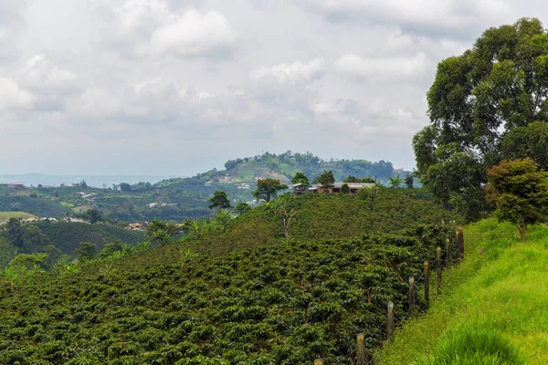 Kaffeeplantage Kolumbien Der Regenzeit — Stockfoto