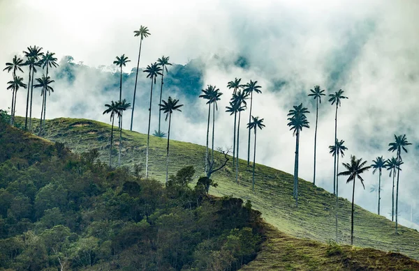 Valle Del Cocora Estación Húmeda Montaña Los Andes Colombia — Foto de Stock