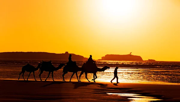 People Walking Camels Beach Sunset — Stock Photo, Image