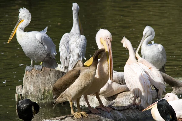 Pelikan Pelecanus Onocrotalus Grupa Ptaków — Zdjęcie stockowe