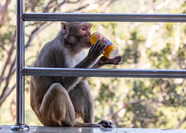 Affe Zoo — Stockfoto