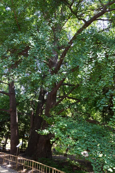 植物園の緑の木 — ストック写真
