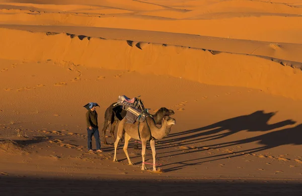Merzouga Marocko December 2017 Kameler Saharaöknen Vid Solnedgången Nära Byn — Stockfoto
