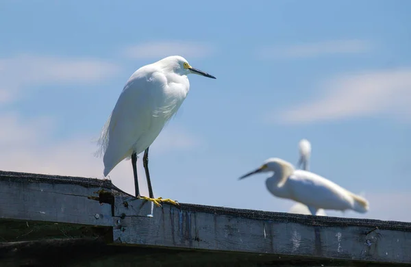 Biały Ibis Eudocimus Albus Wyspach Rosario Cartagena Indias Bolivar Department — Zdjęcie stockowe