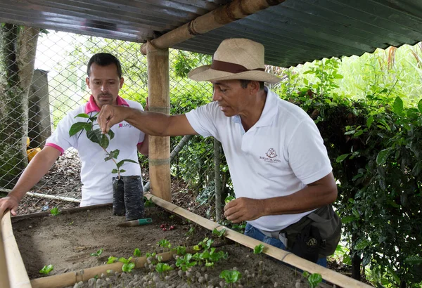 PEREIRA, COLOMBIA - 25 Ekim 2015: Kolombiya 'nın Zona Cafetera bölgesine kahve eken tanımlanamayan adam. Kolombiya dünyanın en büyük üçüncü kahve ihracatçısı..