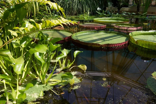 Schöne Lotusblüten Botanischen Garten — Stockfoto