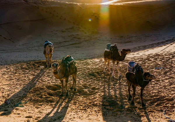 Wielbłądy Saharze Niedaleko Wioski Merzouga — Zdjęcie stockowe