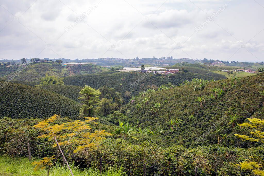 Coffee plantation in Colombia in the rainy season