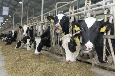 Çiftlikteki inekler