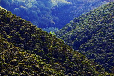Yeşil ağaçlar ve dağlarla kaplı dağ manzarası