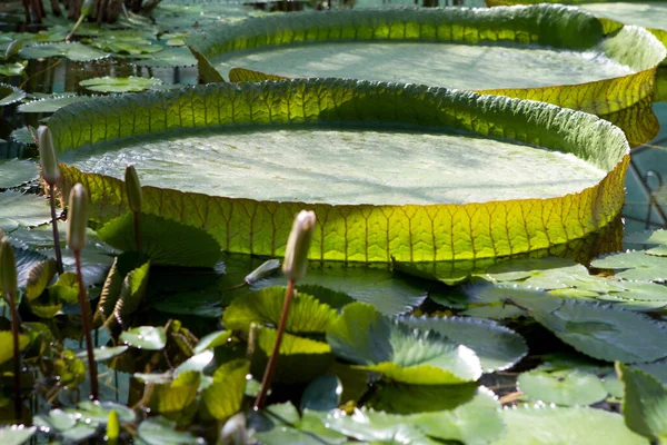 Lilia Wodna Stawie Ogrodzie Botanicznym — Zdjęcie stockowe