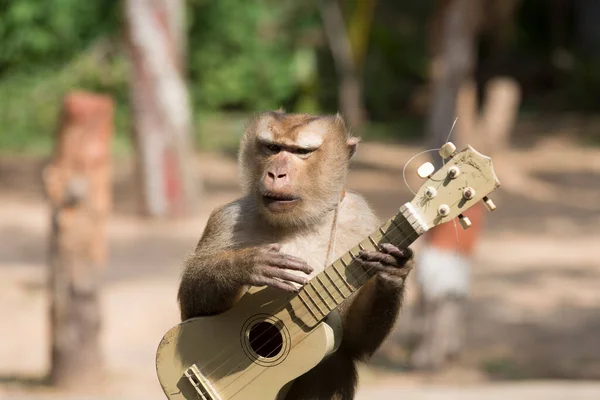 Primer Plano Mono Tocando Guitarra —  Fotos de Stock