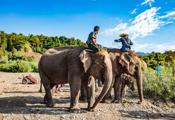 Άνθρωποι Που Ταξιδεύουν Ελέφαντες Στην Ασία — Φωτογραφία Αρχείου