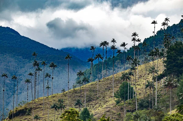 Valle Del Cocora Estación Húmeda Montaña Los Andes Colombia — Foto de Stock