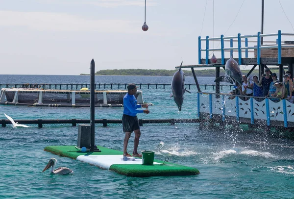 Sea Show Dolphins Colombia — Stock Photo, Image