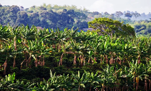 Coffee plantation in Colombia, South America