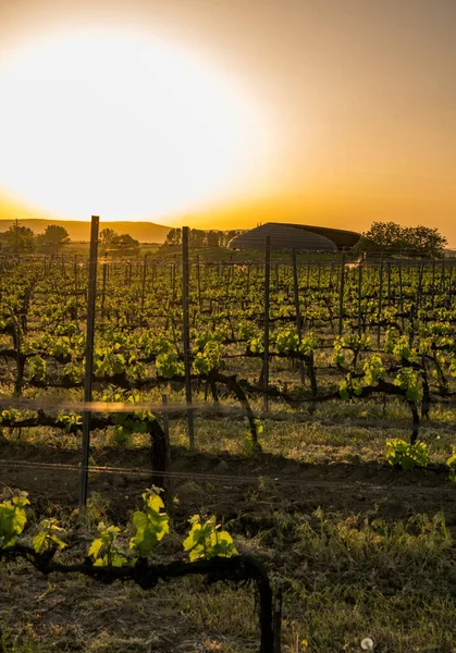 Viñedos Toscana Italia — Foto de Stock