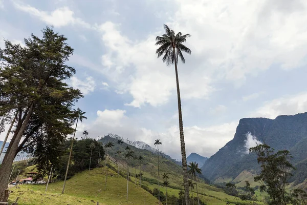 Valle Del Cocora Estación Húmeda Montaña Los Andes Colombia —  Fotos de Stock