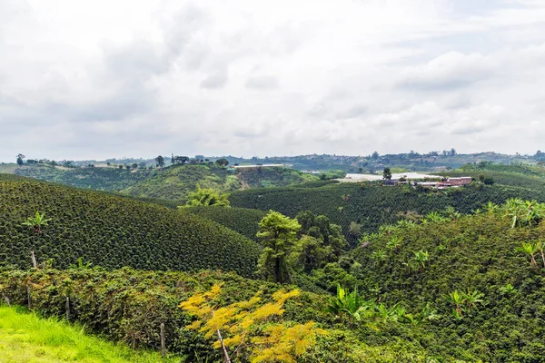 Coffee plantation in Colombia in the rainy season