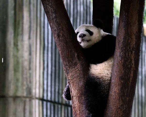 giant panda on tree in zoo