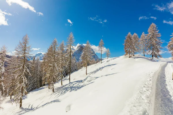 Paysage Hivernal Avec Arbres Enneigés — Photo