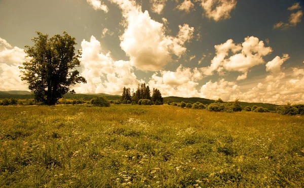 Sommerlandschaft Mit Grünem Gras Und Wolken — Stockfoto