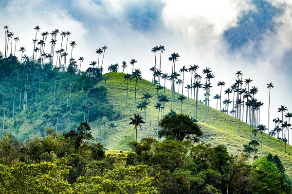 Valle Del Cocora Estación Húmeda Montaña Los Andes Colombia — Foto de Stock