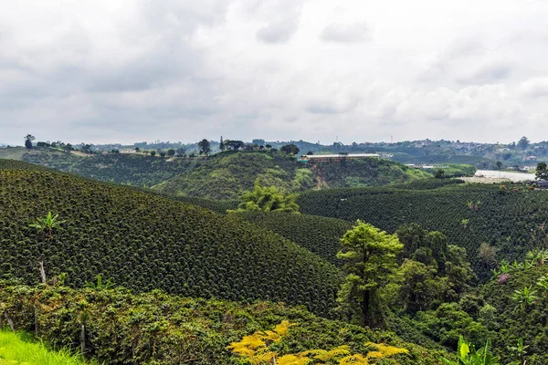 Kaffeeplantage Kolumbien Der Regenzeit — Stockfoto