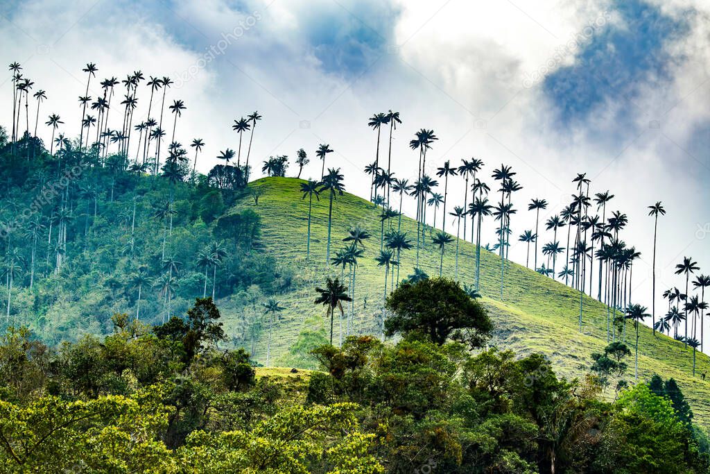 Cocora valley in wet season in Andes mountain, Colombia