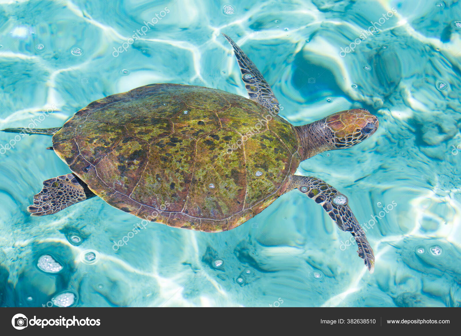 Tortuga Verde Chelonia Mydas Oceanario Isla San Martín Pajarales Islas