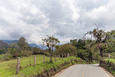 Kolombiya 'daki Cocora Vadisi