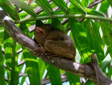 Ormandaki ağaç dalında egzotik bir hayvan
