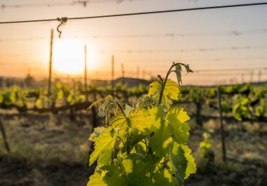 Kırsaldaki üzüm bağları