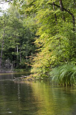 Ormandaki bir gölet manzarası