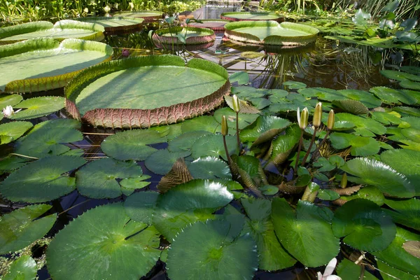 Beautiful Lotuses Botanical Garden — Stock Photo, Image