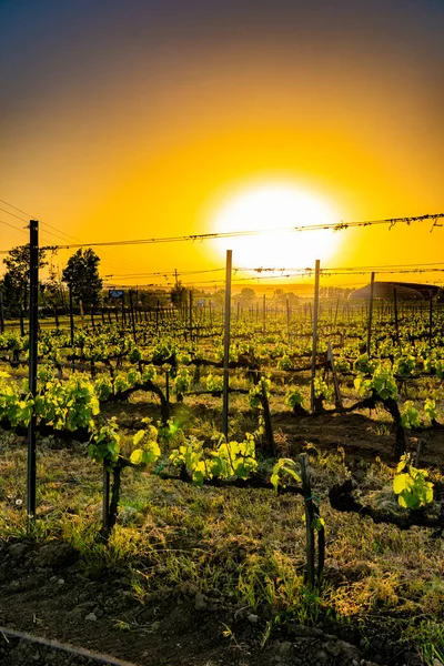 Zonsondergang Boven Wijngaard Tokaj Hongarije — Stockfoto