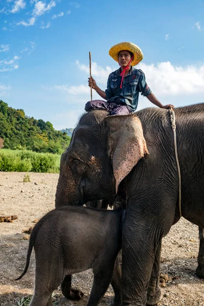 アジアの象を旅する人たちは — ストック写真