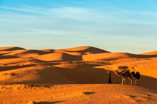 Merzouga Marocco Dicembre 2017 Cammelli Nel Deserto Del Sahara Vicino — Foto Stock