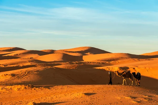 Merzouga Marruecos Diciembre 2017 Camellos Desierto Del Sahara Cerca Del — Foto de Stock