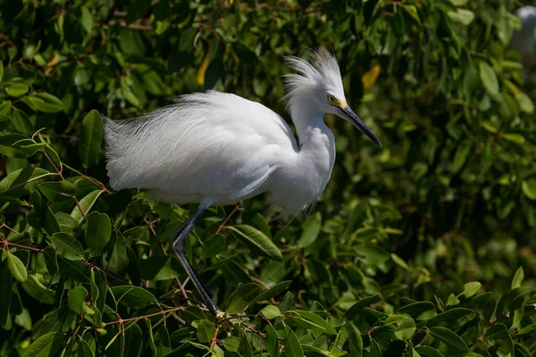 Snowy Egret Egretta Thula Archipelag Rosario Cartagena Indias Kolumbia Ameryka — Zdjęcie stockowe