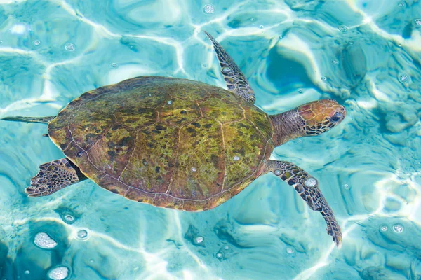 Tartaruga Del Mar Verde Chelonia Mydas Oceanario Isola San Martin Foto Stock