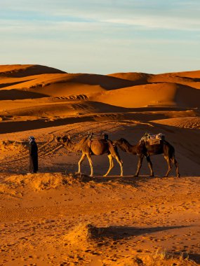 Merzouga, Fas - 29 Aralık 2017: Merzouga köyü yakınlarındaki Sahra çölünde develer.