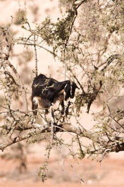 Doğadaki bir grup vahşi at.