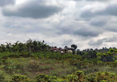 Güney Amerika, Kolombiya 'daki kahve tarlası.