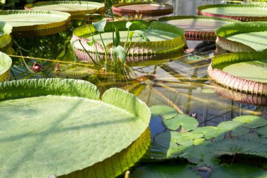 Botanik bahçesindeki gölette nilüfer çiçeği