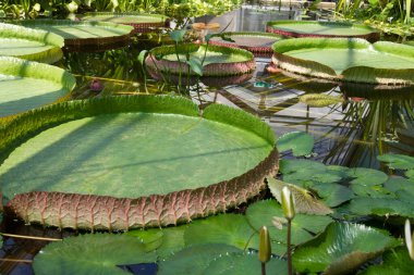 Botanik bahçesinde güzel lotuslar