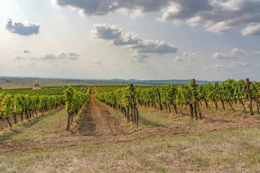 Macaristan 'ın kuzeyindeki Tokaj' daki üzüm bağı.