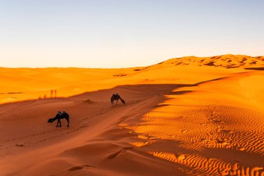 Sahra Çölü 'nde gün batımında Merzouga köyü yakınlarında develer.. 