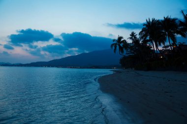 Palmiye ağaçları ve mavi gökyüzü olan tropik plaj