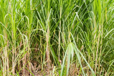 Kolombiya 'daki şeker kamışı tarlası